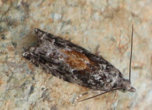 Epinotia nisella
